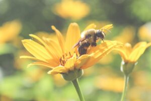 Otvara se prvi azil za pčele: Svetski dan pčela je početak brige o ovim vrednim insektima, Gradski Magazin