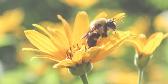 Otvara se prvi azil za pčele: Svetski dan pčela je početak brige o ovim vrednim insektima, Gradski Magazin