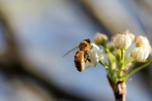 Svetski dan zaštite životne sredine u znaku borbe za pčele, Gradski Magazin